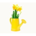Yellow Flowers