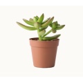 Plant in a Plastic Pot