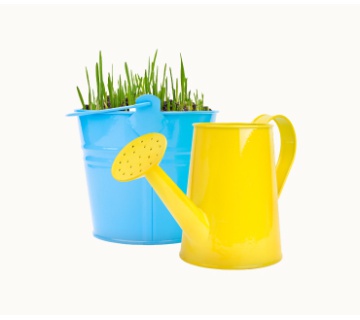 Summer Plants