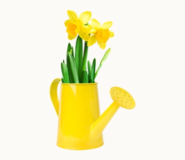 Yellow Flowers