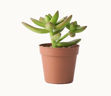 Bucket with Grass