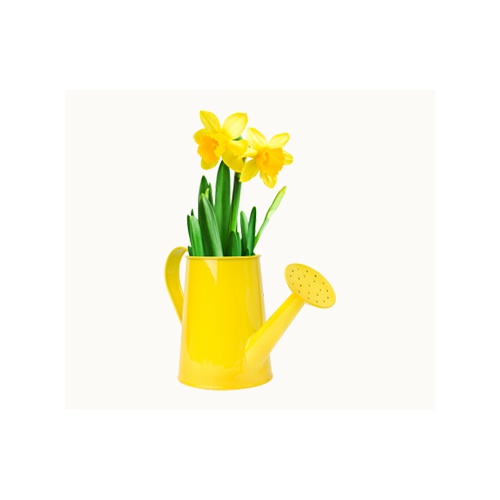 Yellow Flowers