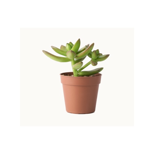 Plant in a Plastic Pot